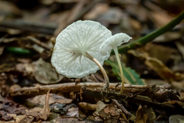 Tiny translucent mushrooms growing in the forest. Raleigh, North Carolina.