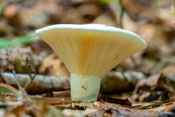 A healthy Short-stemmed Russula, or Stubby Brittlegill, (Russula, Brevipes) growing in the forest. Raleigh, North Carolina.