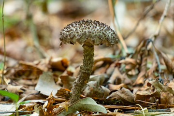Old Man of the Woods mushroom (Strobilomyces strobilaceus) growing the forest. Raleigh, North Carolina.