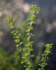 A desert plant during the day in shallow focus with other branches in the background.