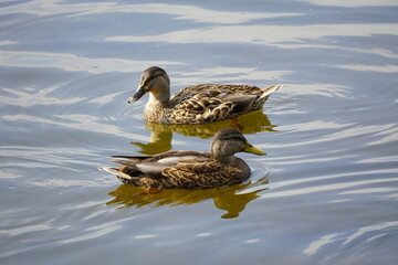 Fototapeta premium Duck swimming