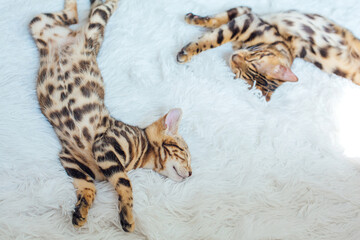 Two Bengal cats laying on the white background.