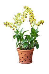 Yellow orchid flower bloom in brown pot isolated on white background.