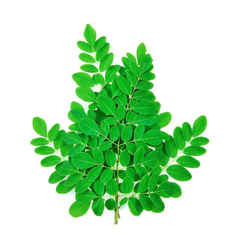 Moringa leaves isolated on white background