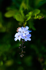 Fototapeta premium Blue Flowers at the horse's farm