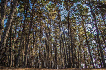 Fototapeta premium forest in autumn