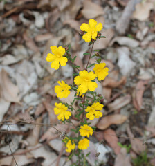 Golden Guinea flower Hibbertia scandens a genus of trees, shrubs, trailing shrubs and climbers of the family Dilleniaceae  in bloom in Crooked Brook National Park, near Dardanup, Western Australia .