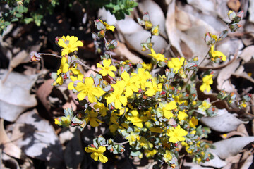 Golden Guinea flower Hibbertia scandens a genus of trees, shrubs, trailing shrubs and climbers of the family Dilleniaceae  in bloom in Crooked Brook National Park, near Dardanup, Western Australia .