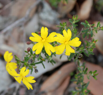 Golden Guinea flower Hibbertia scandens a genus of trees, shrubs, trailing shrubs and climbers of the family Dilleniaceae  in bloom in Crooked Brook National Park, near Dardanup, Western Australia .