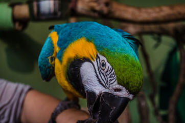 blue and yellow macaw