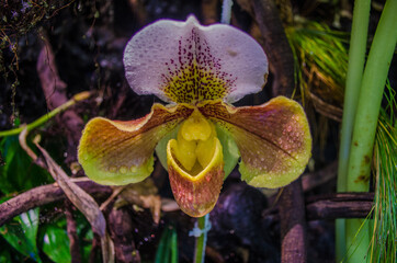 Flowers Orchid
