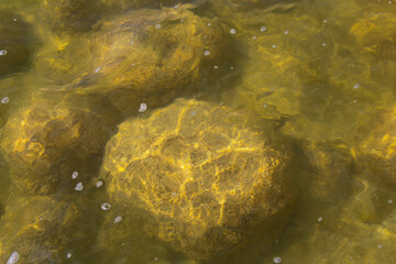 Rare colony of 6 kilometre long thrombolite living rocks calcium carbonate accreted structures in shallow water, 3.5 billion years old seen from the board walk at Lake Clifton  ,Western Australia  .