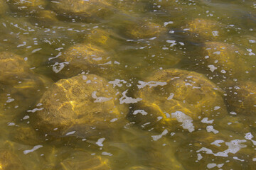 Rare colony of 6 kilometre long thrombolite living rocks calcium carbonate accreted structures in shallow water, 3.5 billion years old seen from the board walk at Lake Clifton  ,Western Australia  .