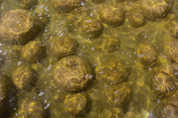 Rare colony of 6 kilometre long thrombolite living rocks calcium carbonate accreted structures in shallow water, 3.5 billion years old seen from the board walk at Lake Clifton  ,Western Australia  .