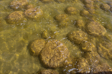 Rare colony of 6 kilometre long thrombolite living rocks calcium carbonate accreted structures in shallow water, 3.5 billion years old seen from the board walk at Lake Clifton  ,Western Australia  .