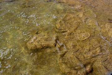 Rare colony of 6 kilometre long thrombolite living rocks calcium carbonate accreted structures in shallow water, 3.5 billion years old seen from the board walk at Lake Clifton  ,Western Australia  .