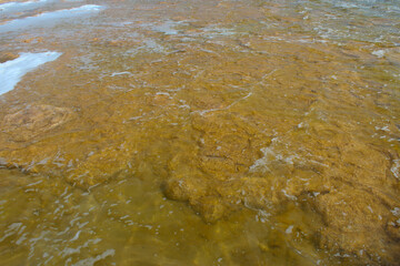 Rare colony of 6 kilometre long thrombolite living rocks calcium carbonate accreted structures in shallow water, 3.5 billion years old seen from the board walk at Lake Clifton  ,Western Australia  .