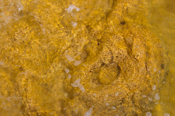 Rare colony of 6 kilometre long thrombolite living rocks calcium carbonate accreted structures in shallow water, 3.5 billion years old seen from the board walk at Lake Clifton  ,Western Australia  .