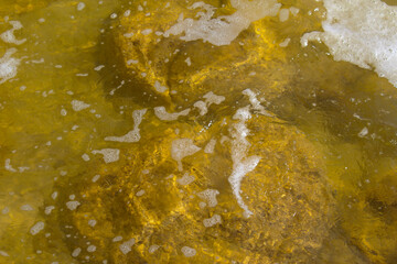 Rare colony of 6 kilometre long thrombolite living rocks calcium carbonate accreted structures in shallow water, 3.5 billion years old seen from the board walk at Lake Clifton  ,Western Australia  .