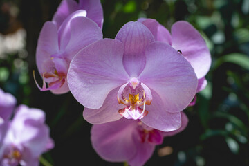 Fototapeta na wymiar Flowers Orchid