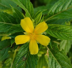 yellow flower in the garden