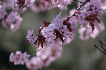 pink cherry blossom