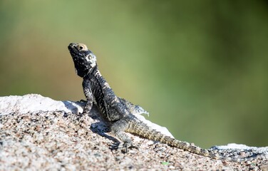 Naklejka na ściany i meble The lizard sits on a hot stone and enjoys the morning sun.