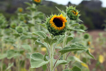 Sunflower Blooming
