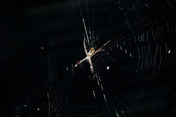 Spider climb on white cobweb on dark background look scary can use in Halloween day, have copy space for put text