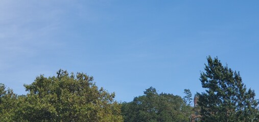 pine trees against blue sky