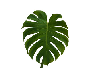 Fototapeta na wymiar tropical jungle Monstera leaves isolated, isolated on white background
