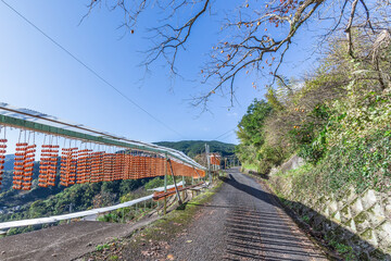 圧巻、和歌山の串柿作り
