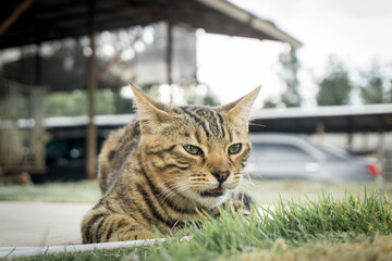 Bengal cat sitting on floor
