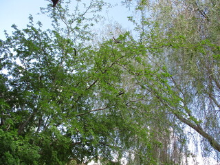 tree branches against blue sky