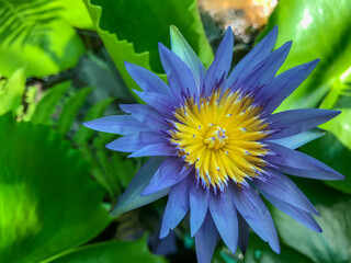 blue water lily