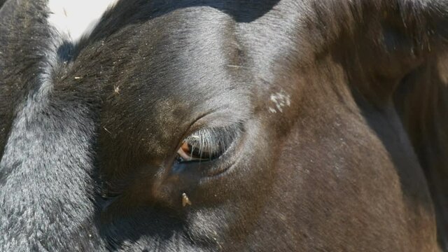 Muzzle and eye of a black cow close up view.
