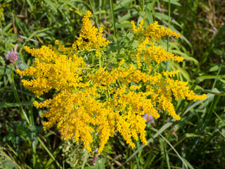 blooming goldenrod bush