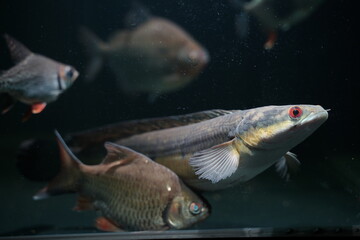 Channa marulioides underwater with dark light