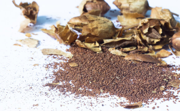  tobacco seeds. Isolated on white background.