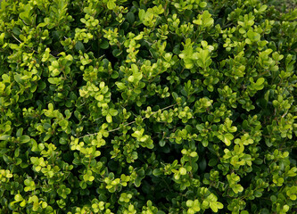 Natural texture and pattern. Shrubs. Closeup view of a Buxus sempervirens, also known as Boxwood or common box, beautiful green leaves  foliage. 
