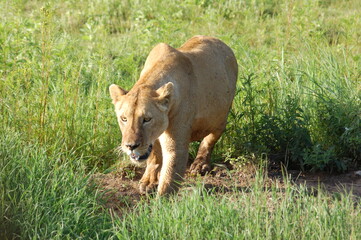 young lion cub