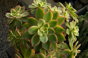 Succulent plants. Closeup view of an Aeonium haworthii Kiwi, beautiful rosettes of green leaves with pink edges.