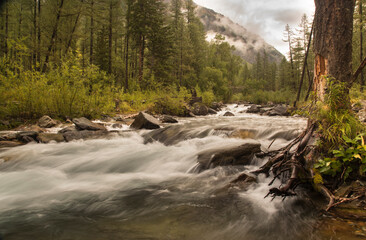 Fototapeta premium A slow shutter speed picture of river flow. Mountain river flows over stones through a forest valley. A tree with visible roots in the foreground. Hillside covered by low clouds in the background.