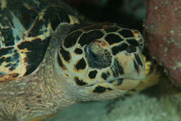 A closeup macro shot of a turtle's head, this guy is a hawksbill