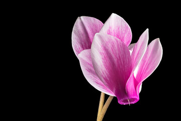 Obraz na płótnie Canvas Single Pink Cyclamen Flower Isolated on a Black Background