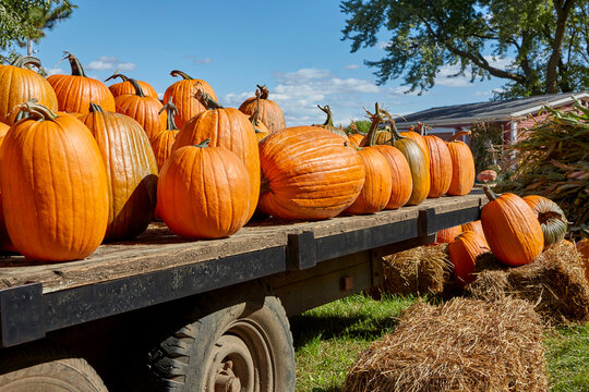 Many large pumpkins sitting on truck flatbed ready for Halloween and fall harvest