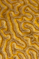 A selective focus closeup shot of brain coral underwater at night. Polyps are visible