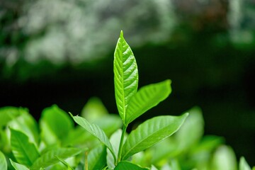 真っ直ぐ伸びる新緑の若葉