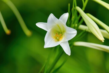 ひっそりと咲く満開の白いテッポウユリの花