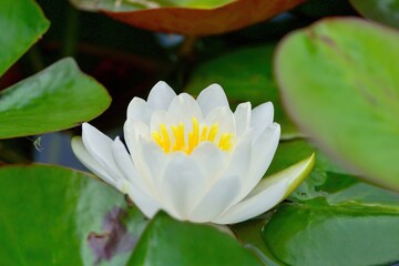 光を浴びて輝く満開の白いスイレンの花